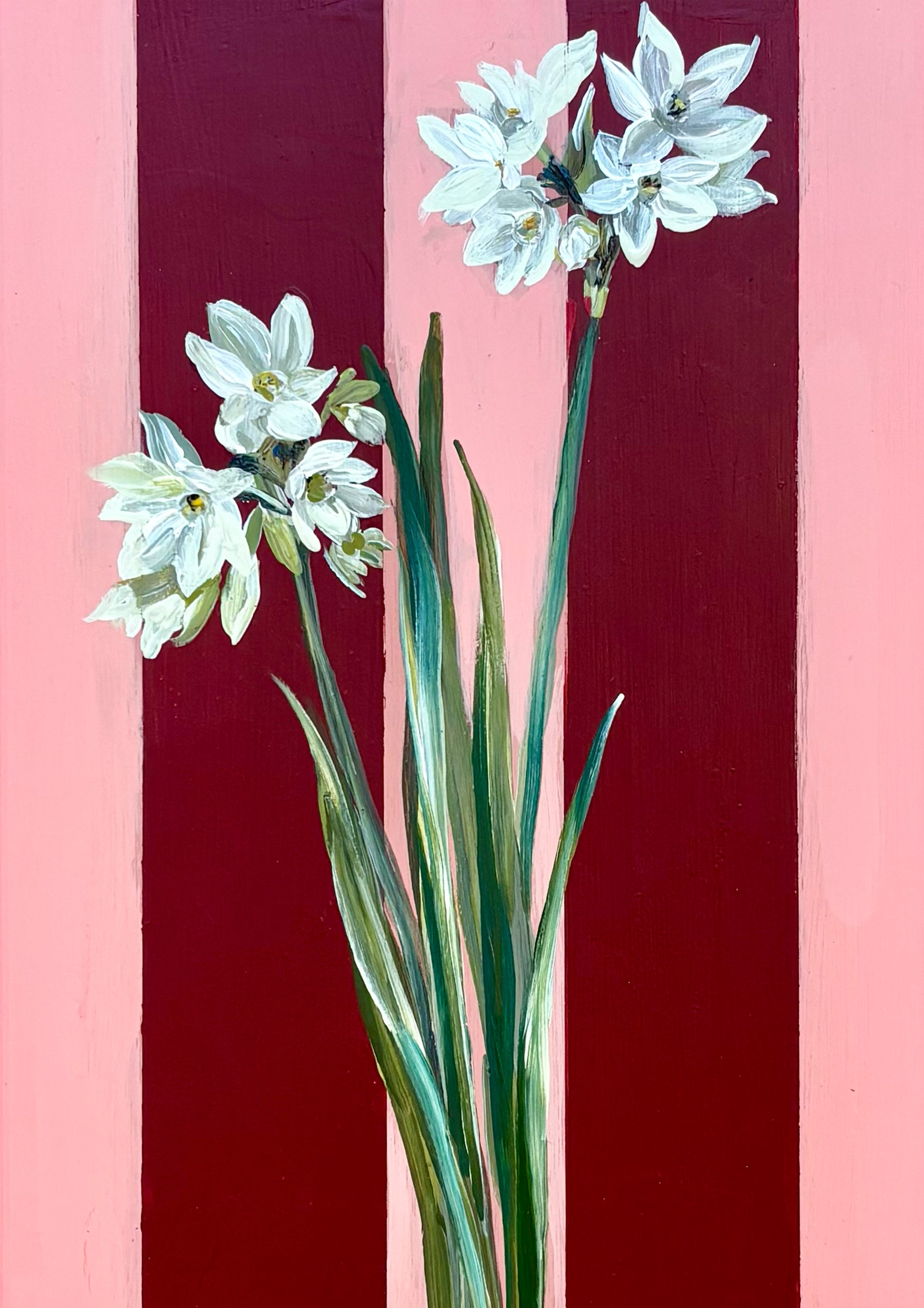 December's Paperwhite Narcissi
