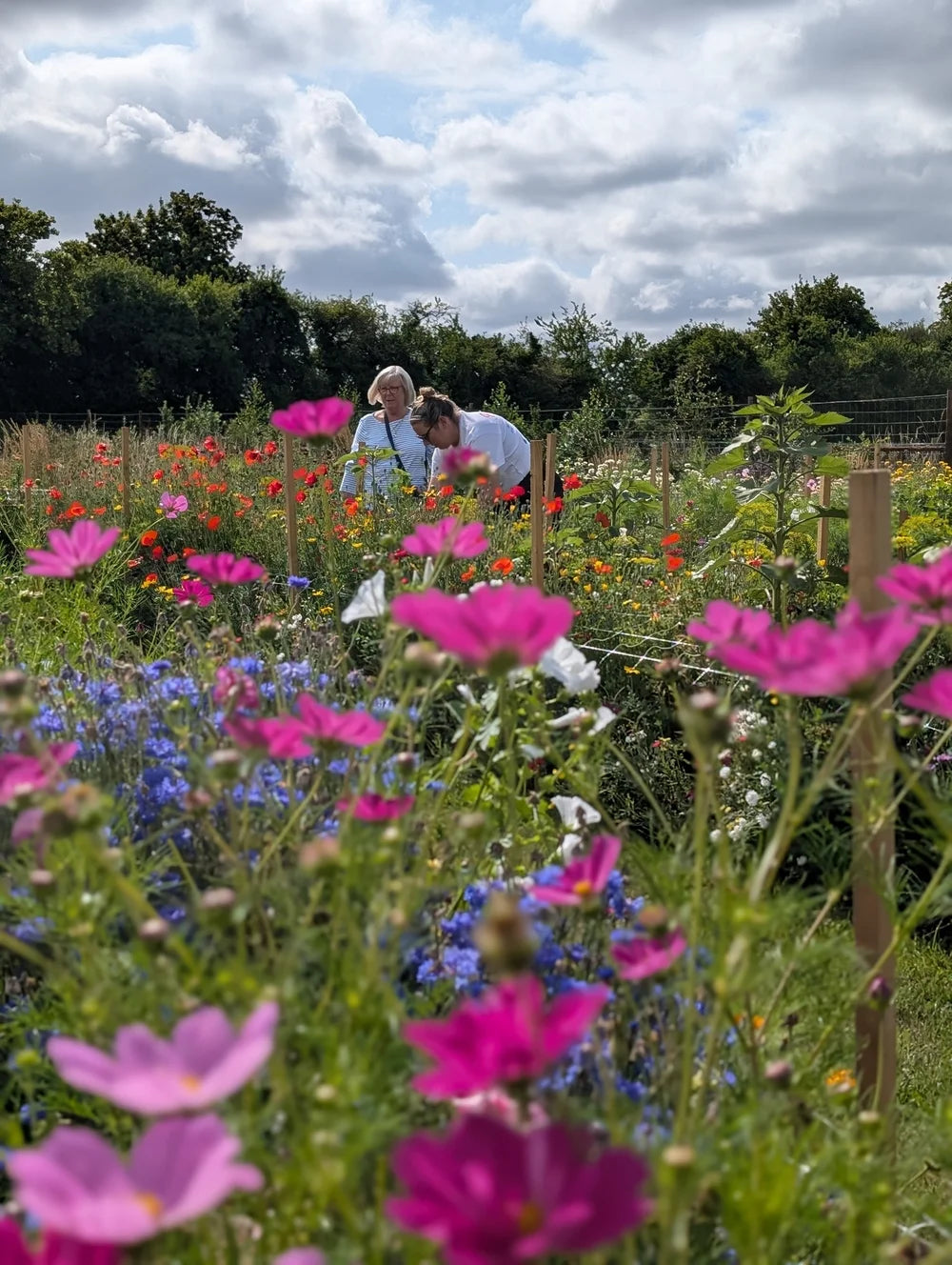 12th September 10.30-13.30pm | Botanical Flower Painting In the Flower Field | Lower Norton Flower Farm