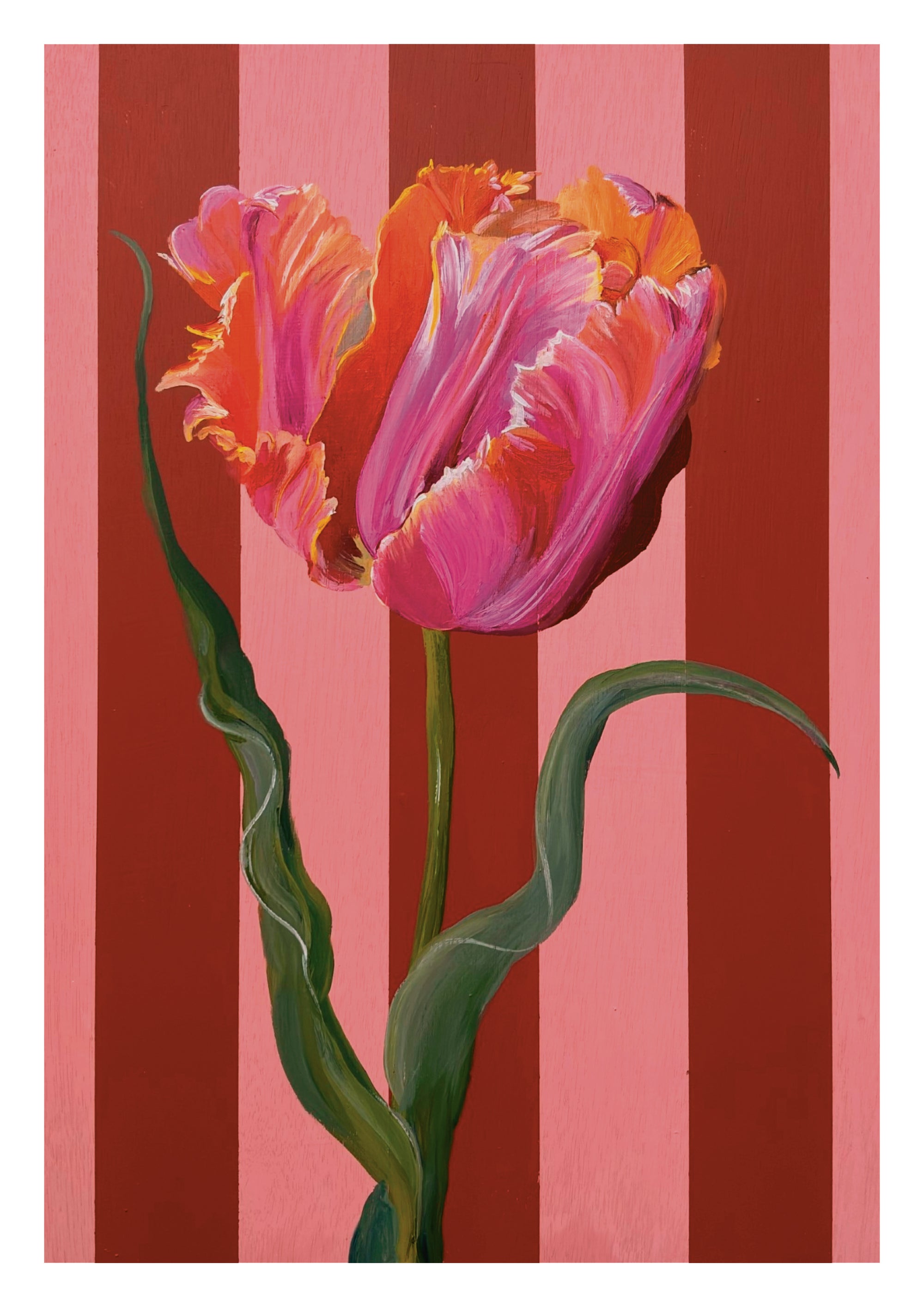 Pink Tulip in Bloom Print