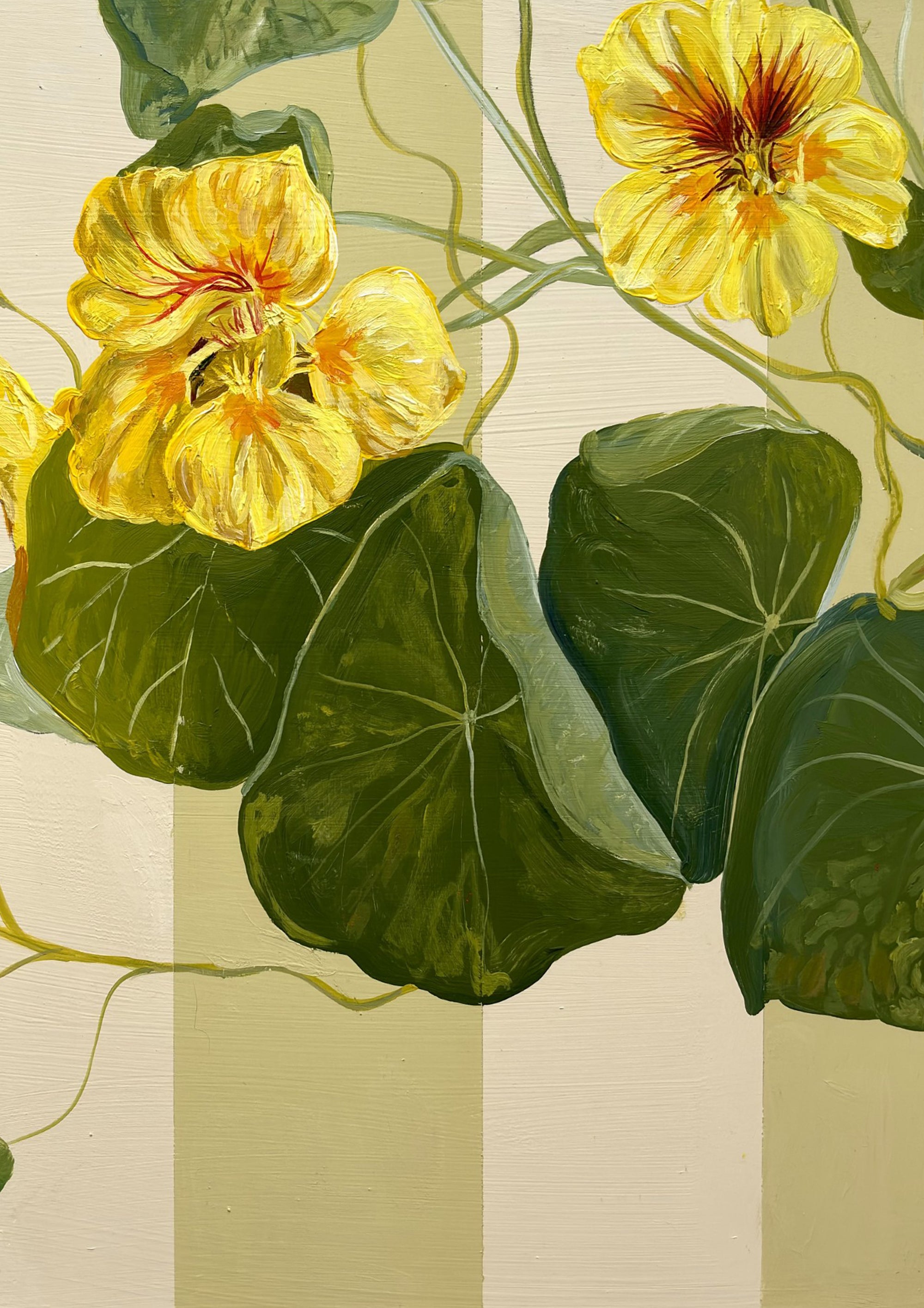Little Yellow Nasturtium
