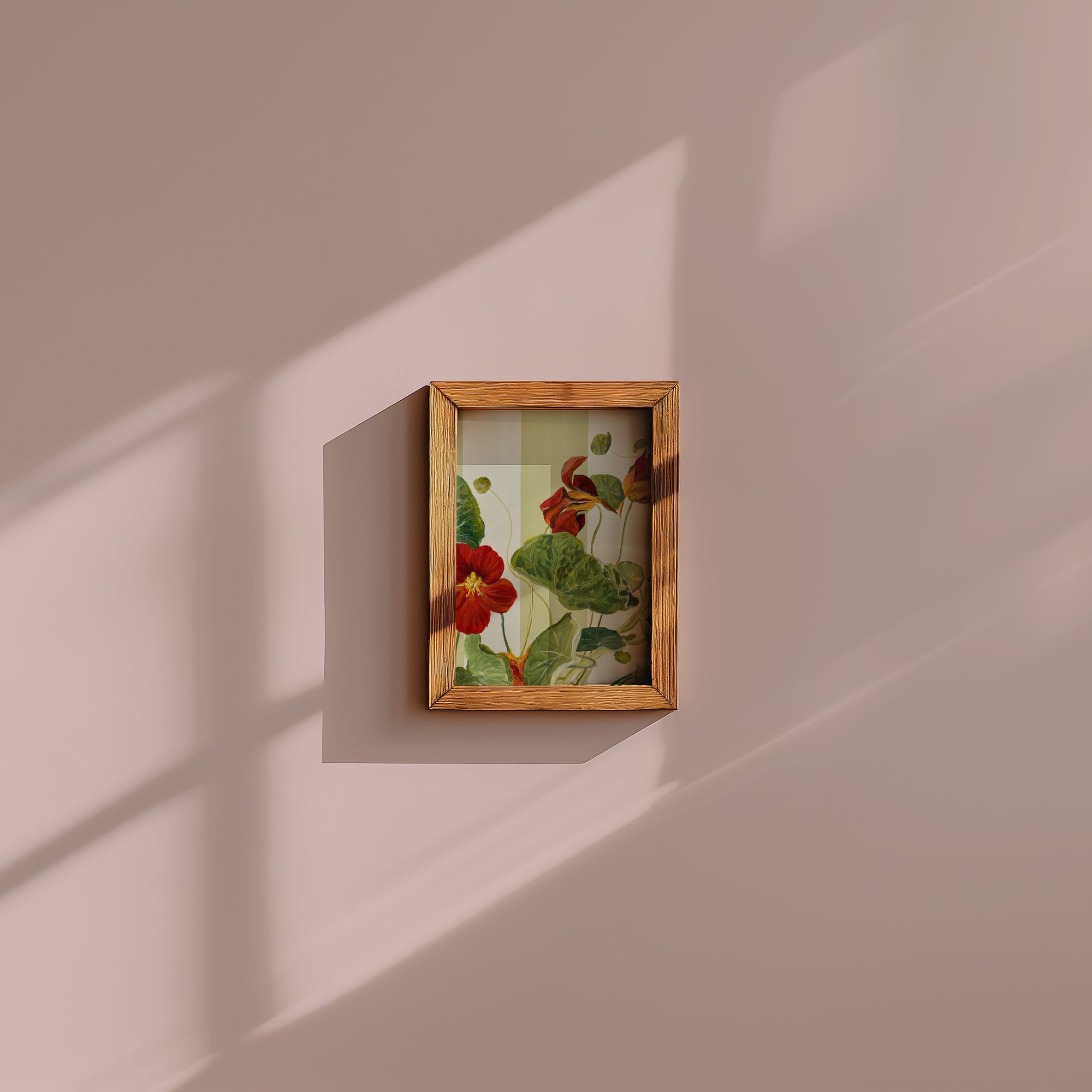 Little Red Nasturtium